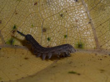 Media type: image; Invertebrate Zoology 152095
